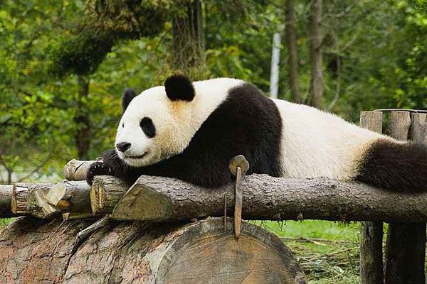 熊猫是熊还是猫 大熊猫属于什么目