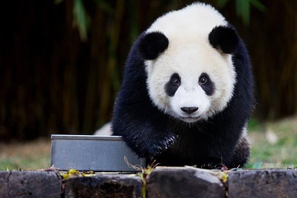 大熊猫和小熊猫的区别是什么