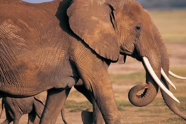 大象和老虎谁厉害 大象的天敌是什么