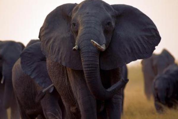 大象和老虎谁厉害 大象的天敌是什么