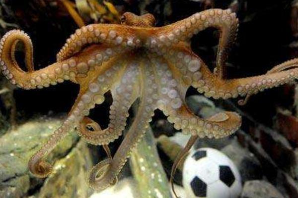 章鱼是什么动物 章鱼有多少种 章鱼吃什么