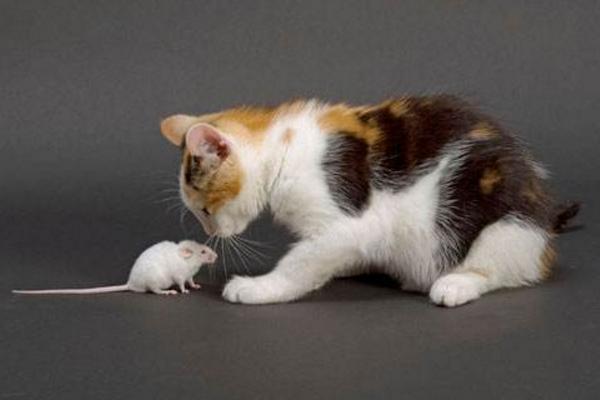 老鼠的天敌是什么动物 猫为什么是老鼠的天敌