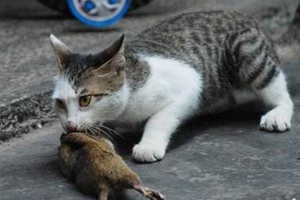 老鼠的天敌是什么动物 猫为什么是老鼠的天敌