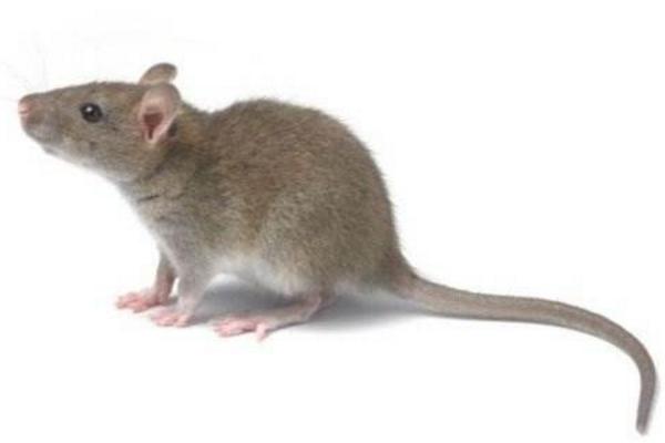 老鼠如何传播疾病 老鼠能传播哪些疾病