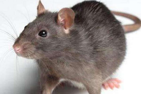 老鼠如何传播疾病 老鼠能传播哪些疾病