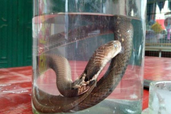 眼镜蛇可以吃吗 眼镜蛇怎么吃才安全
