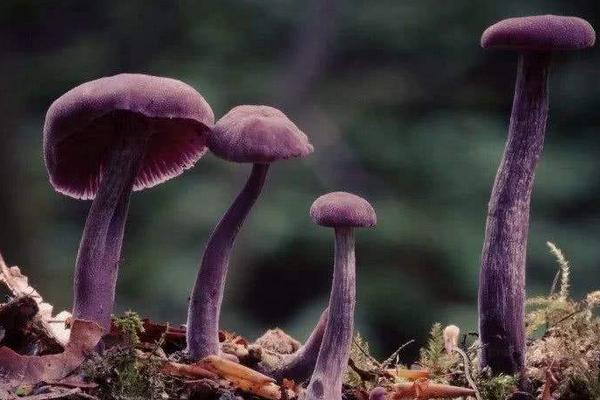 紫蘑菇有哪些