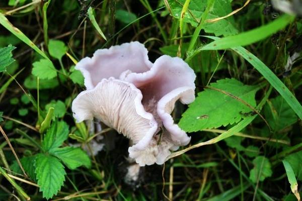 紫蘑菇有哪些