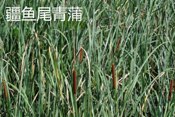 蒲草有多少种