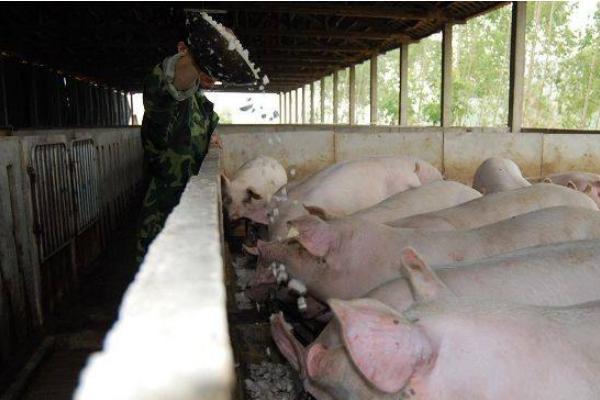 长期养猪对身体有害吗