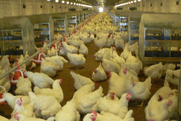 养鸡场有污染吗
