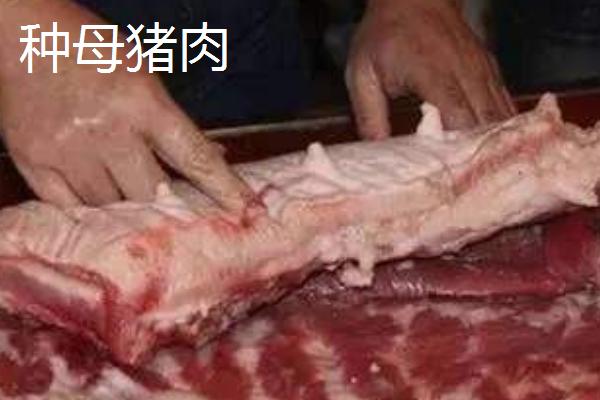 种猪能吃吗