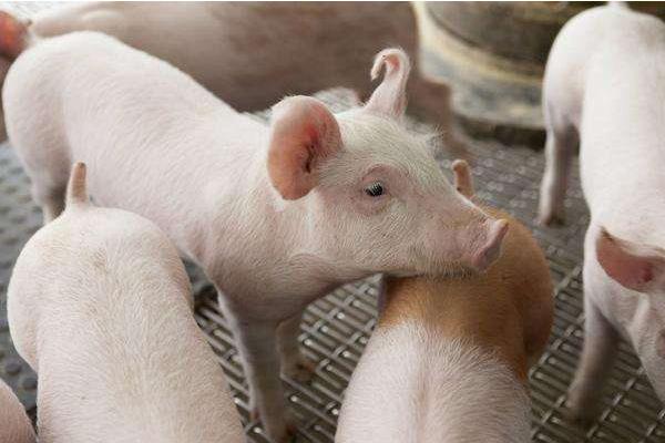 如何减少养猪成本