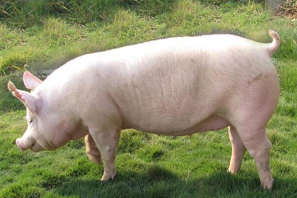 大约克公猪能长多重