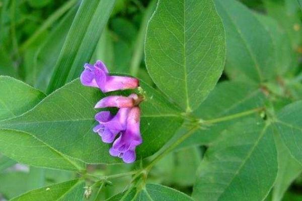 野菜歪头菜几月有 歪头菜市场价值如何