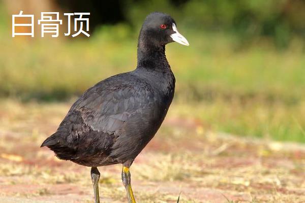 黑水鸡和黑水鸭、白骨顶的区别是什么 黑水鸡的养殖需要注意哪些