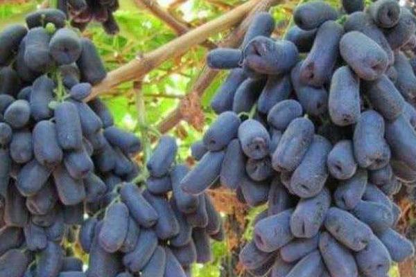 蓝宝石葡萄优缺点是什么 蓝宝石葡萄品种介绍