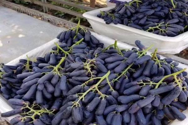 蓝宝石葡萄优缺点是什么 蓝宝石葡萄品种介绍