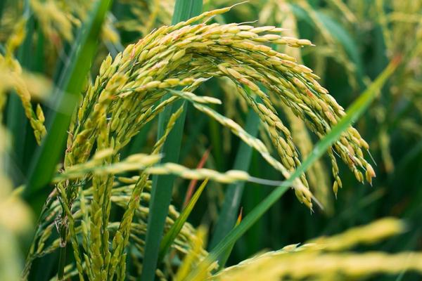 懒人稻是真的还是假的 懒人稻的优缺点 懒人稻是转基因吗