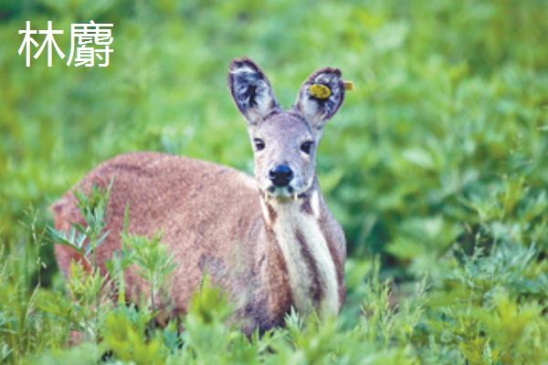 林麝、马麝、原麝的区别是什么 哪种麝产的麝香最好