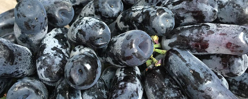 蓝宝石葡萄是不是转基因 蓝宝石葡萄好吃吗