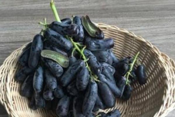 蓝宝石葡萄是不是转基因 蓝宝石葡萄好吃吗