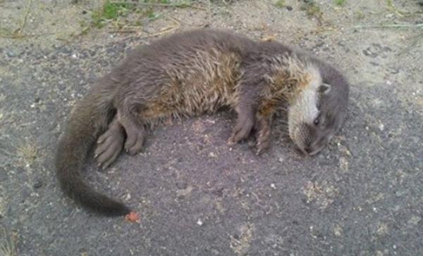 宠物水獭好养吗 水獭会跟人产生感情吗