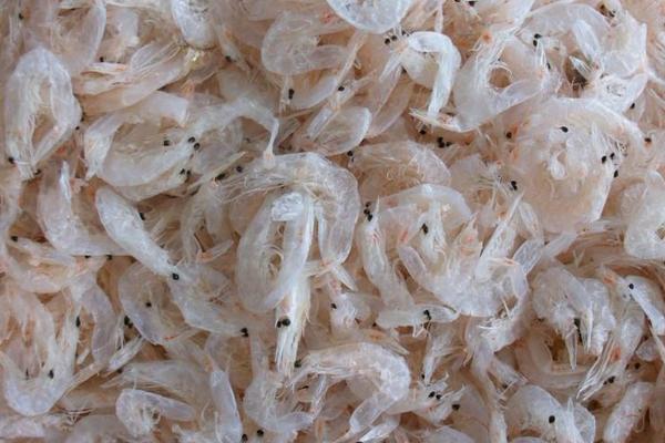 虾米吃什么 虾米是海鲜吗