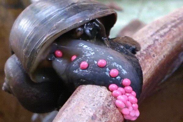 福寿螺能吃吗