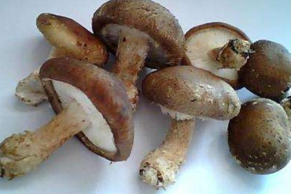 香菇保质期有多久 香菇有点苦可以吃吗