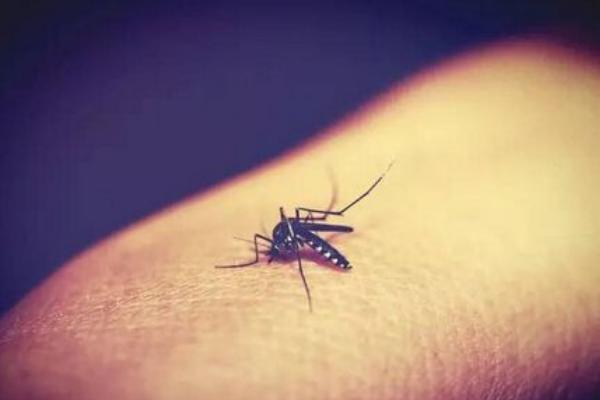 蚊子几月份出现 蚊子的克星是什么