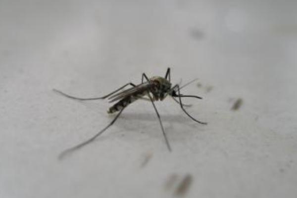 蚊子几月份出现 蚊子的克星是什么