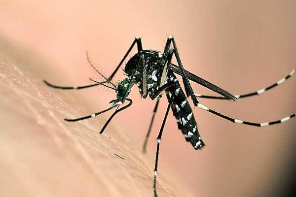 为什么有的人特别招蚊子 招蚊子是什么原因