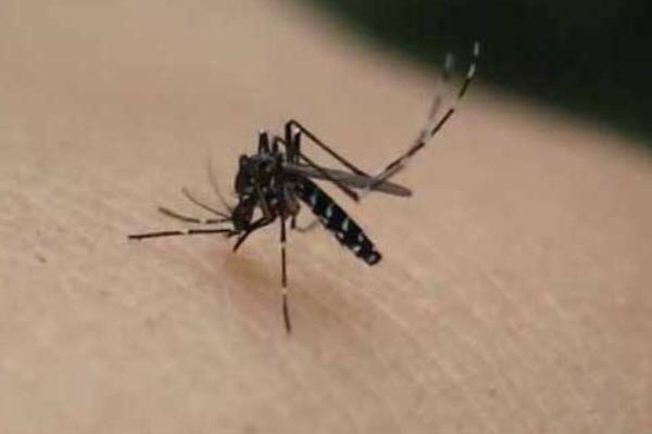 为什么有的人特别招蚊子 招蚊子是什么原因