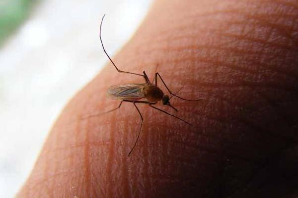蚊子的幼虫叫什么 蚊子为什么不灭绝