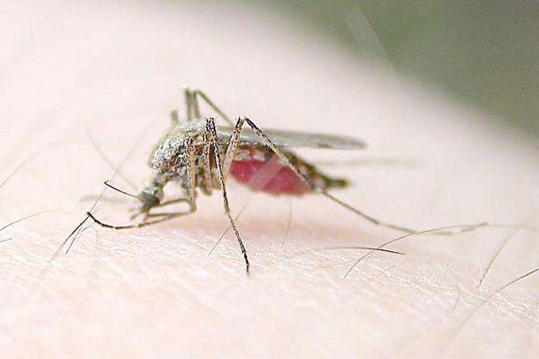 家里有蚊子怎么办 灭蚊子最有效的方法