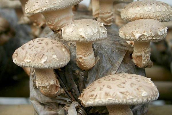 冬菇、香菇、金钱菇、蘑菇的区别是什么 如何挑选优质的新鲜香菇