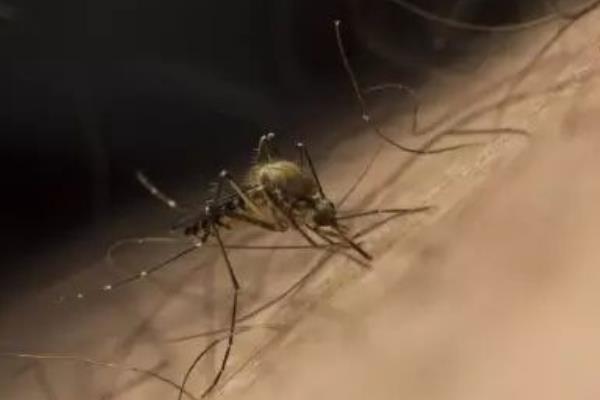 被蚊子咬了怎么办 被蚊子咬怎么去疤