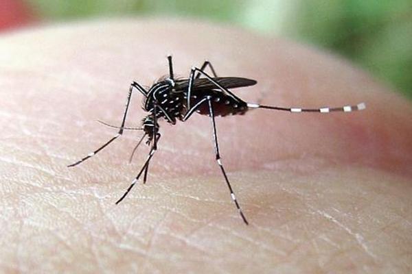 蚊子是怎么找到人的 一只蚊子一晚上咬几次