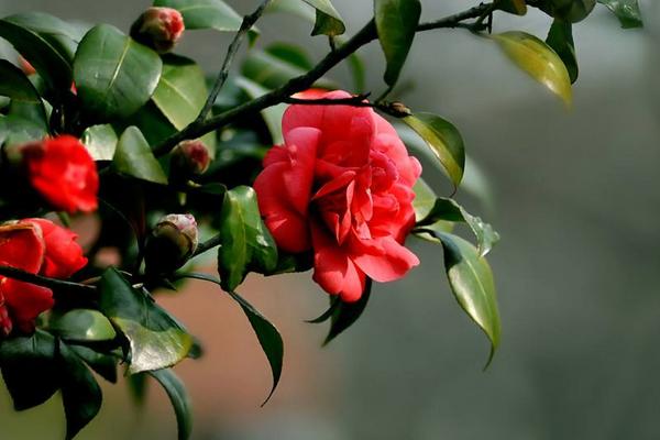 山茶花又叫什么 山茶花像什么