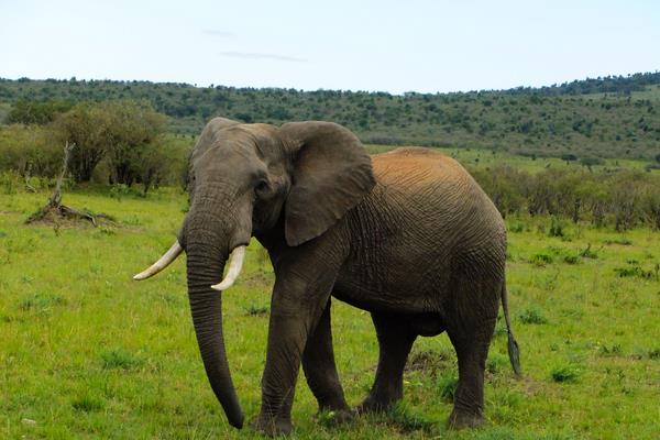 一头大象有多重 大象没有象牙会死吗