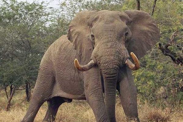 一头大象有多重 大象没有象牙会死吗