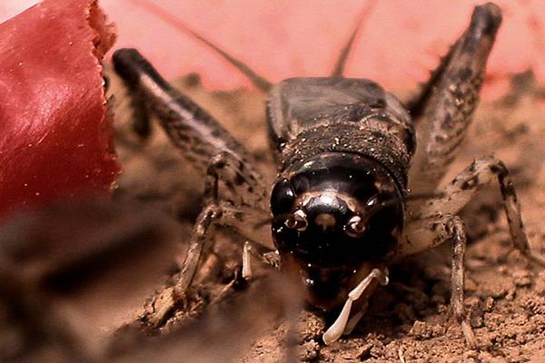 蟋蟀是益虫还是害虫 蟋蟀能活多久