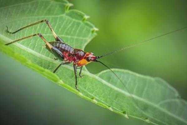蟋蟀是益虫还是害虫 蟋蟀能活多久