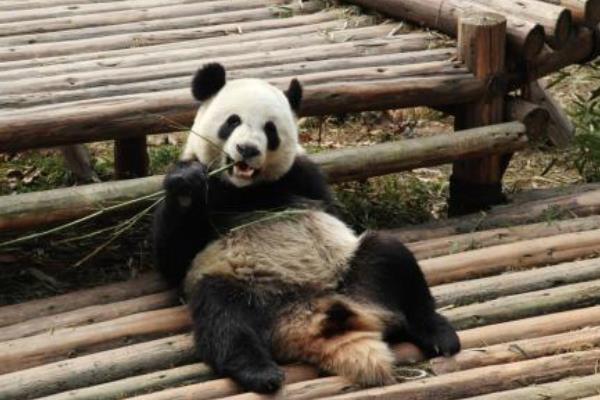 熊猫会攻击人吗 熊猫为什么是黑白色