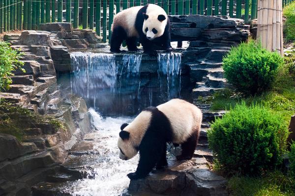 熊猫能活多久 熊猫古代叫什么