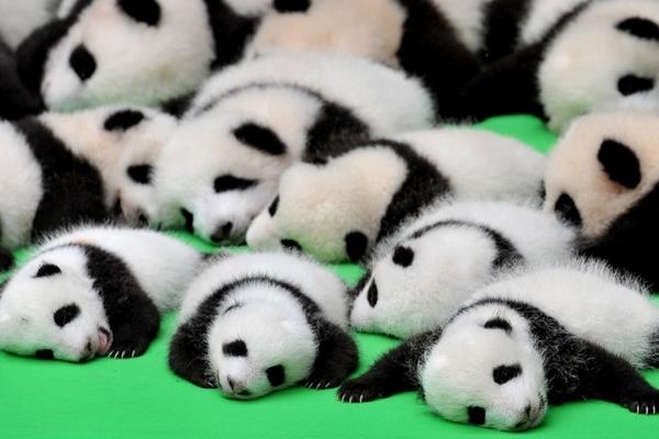 熊猫幼崽为什么那么小 熊猫幼崽成长过程