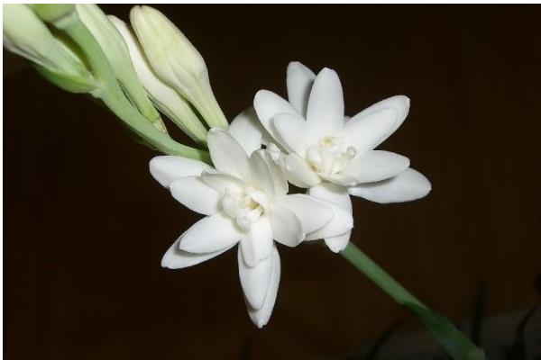 晚香玉花图片大全 晚香玉花花语及寓意