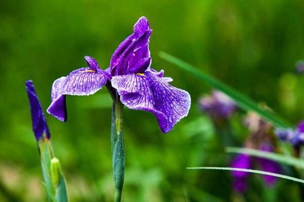 花菖蒲图片大全 花菖蒲花语及寓意