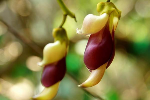 禾雀花图片大全 禾雀花花语及寓意 禾雀花有几种颜色